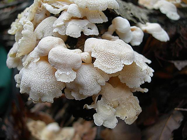 Panellus stipticus var. albidotomentosus  ?